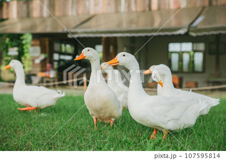 Group of Netherlands Call Duck Breed Animal Pet in The Garden Farm Outdoors most Cute lovely ducks 107595814