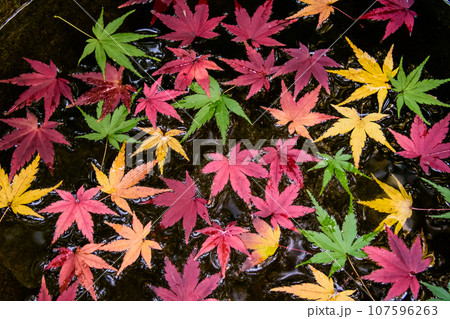 色とりどりの紅葉が浮かぶ花手水 色とりどりの紅葉が浮かぶ花手水 107596263