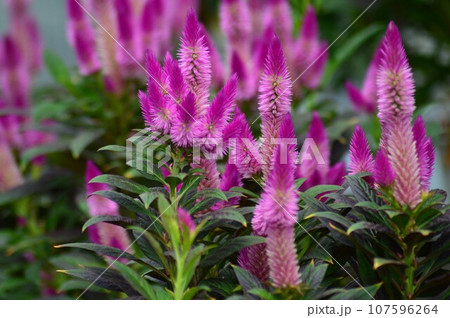 濃いピンク色のノゲイトウ（野鶏頭） 107596264