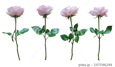 Pink rose isolated on white background 107596299