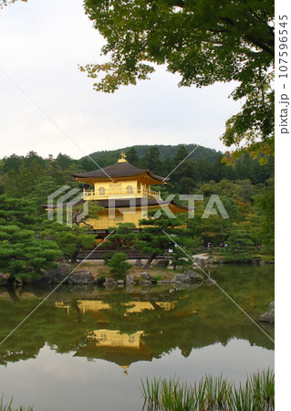 周りの松の風景とその佇まいが美しい京都の人気観光地の金閣寺 107596545