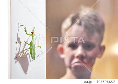 Mantis sits on wall shocked boy looks through glass door Mantis sits on wall shocked boy looks through glass door 107596837