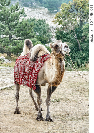Camel wearing blanket stands ties to rack in mountain park Camel wearing blanket stands ties to rack in mountain park 107596841