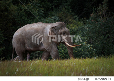 beautiful of male elephant with ivory in khaoyai national park ,khao yai is one of most important wildlife habitat in south east asia 107596914
