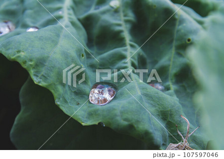 Green lettuce leaf with dew drops close-up. Morning dew on cabbage. 107597046
