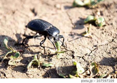 The beetle eats grass. Black insect and green leaf. The beetle eats grass. Black insect and green leaf. 107597109