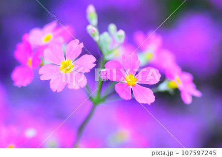 サクラソウが満開の頃 サクラソウが満開の頃 107597245