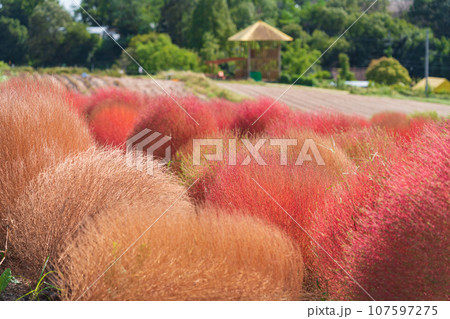 愛知牧場、紅葉するコキア〈愛知県日進市〉 107597275