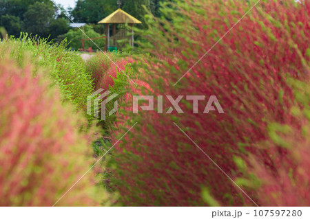 愛知牧場、紅葉するコキア〈愛知県日進市〉 107597280