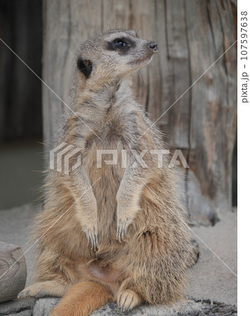 動物園のミーアキャット 107597638