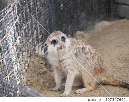 動物園のミーアキャット 動物園のミーアキャット 107597642