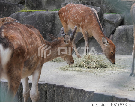 動物園のシカ 107597816