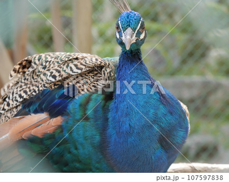 動物園の孔雀 動物園の孔雀 107597838