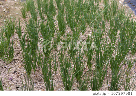 Green onions growing in the rice field 107597981