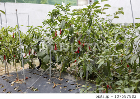 red pepper crops growing in the fields 107597982