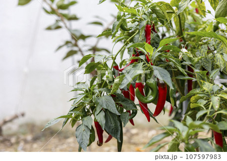 red pepper crops growing in the fields 107597983