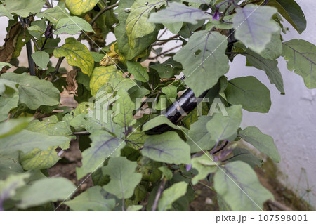 Eggplant fruit in a field of branches Eggplant fruit in a field of branches 107598001