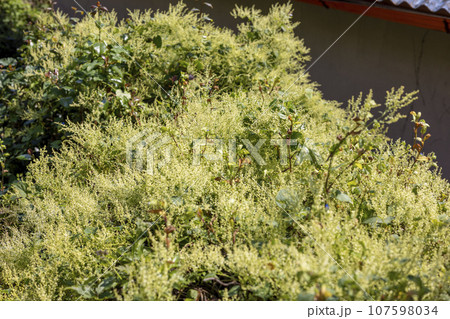 Soft and fluffy grasses Soft and fluffy grasses 107598034