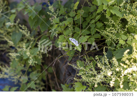 White butterflies sitting on leaves, fairytale forest scenery White butterflies sitting on leaves, fairytale forest scenery 107598035