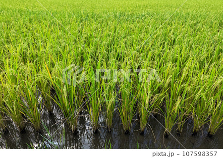 green rice plant in the water at the rice field. Asia, thailand agriculture. 107598357