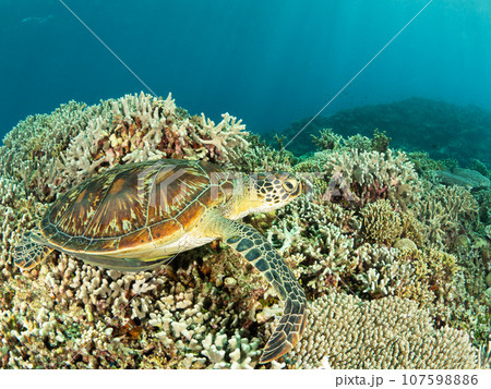 珊瑚の上で休むアオウミガメ 珊瑚の上で休むアオウミガメ 107598886