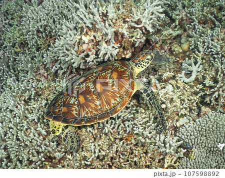 珊瑚の上で休むアオウミガメ 107598892