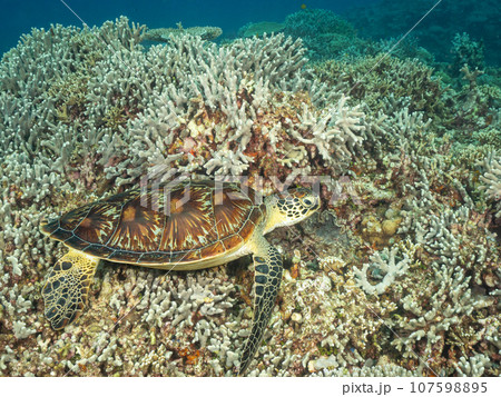 珊瑚の上で休むアオウミガメ 珊瑚の上で休むアオウミガメ 107598895