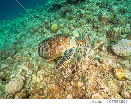 珊瑚の上で休むアオウミガメ 107598896