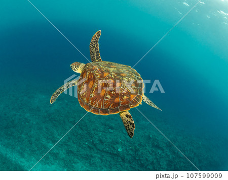 珊瑚の上を泳ぐアオウミガメ 珊瑚の上を泳ぐアオウミガメ 107599009