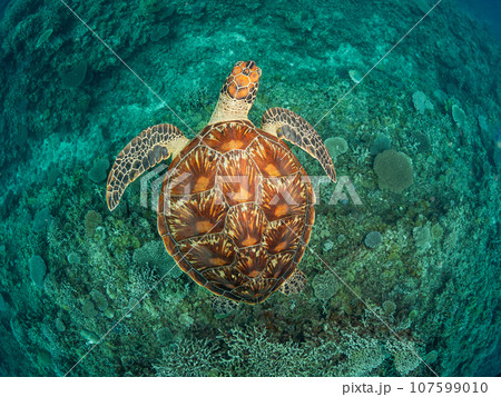 珊瑚の上を泳ぐアオウミガメ 107599010