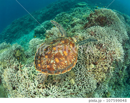 珊瑚の上を泳ぐアオウミガメ 珊瑚の上を泳ぐアオウミガメ 107599048
