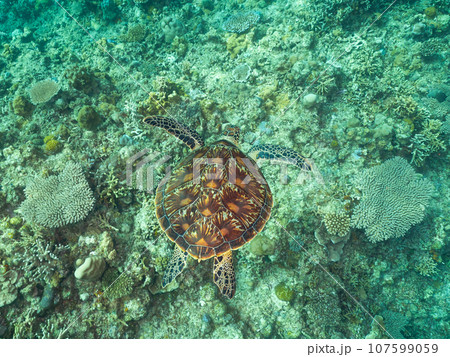 珊瑚の上を泳ぐアオウミガメ 珊瑚の上を泳ぐアオウミガメ 107599059