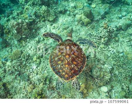 珊瑚の上を泳ぐアオウミガメ 107599061