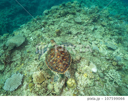 珊瑚の上を泳ぐアオウミガメ 107599066