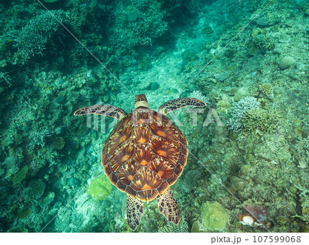 珊瑚の上を泳ぐアオウミガメ 珊瑚の上を泳ぐアオウミガメ 107599068