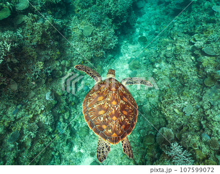 珊瑚の上を泳ぐアオウミガメ 107599072