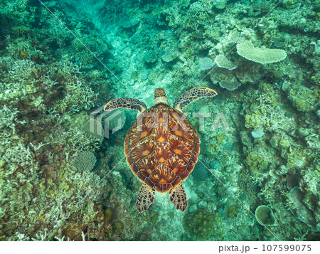 珊瑚の上を泳ぐアオウミガメ 107599075