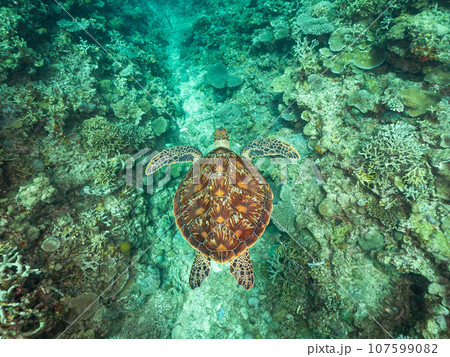 珊瑚の上を泳ぐアオウミガメ 107599082
