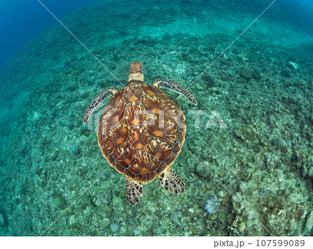 珊瑚の上を泳ぐアオウミガメ 107599089