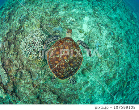 珊瑚の上を泳ぐアオウミガメ 107599108