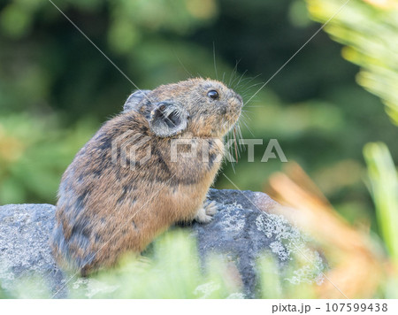 北海道　絶滅危惧種　ナキウサギ　小動物 107599438