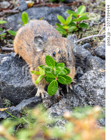 北海道 絶滅危惧種 ナキウサギ 小動物 北海道 絶滅危惧種 ナキウサギ 小動物 107599444