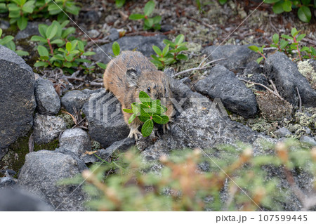 北海道 絶滅危惧種 ナキウサギ 小動物 北海道 絶滅危惧種 ナキウサギ 小動物 107599445