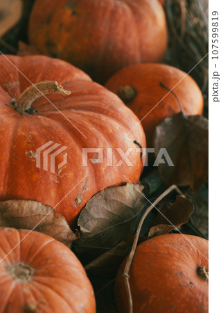 Autumn pumpkins background, vertical photo, close-up, selective focus. Autumn pumpkins background, vertical photo, close-up, selective focus. 107599819