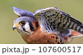 Closeup of an American Kestrel, Montreal, Canada 107600517