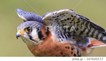 Closeup of an American Kestrel, Montreal, Canada 107600517