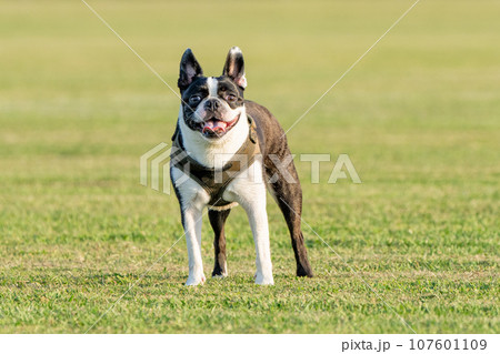 ボストンテリア ボストンテリア 107601109