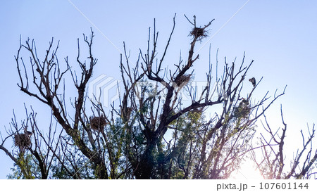 High atop a towering tree, a Great Blue Heron gracefully nests, showcasing its natural elegance in a peaceful setting. High atop a towering tree, a Great Blue Heron gracefully nests, showcasing its natural elegance in a peaceful setting. 107601144