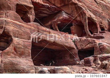 View of the Temples and caves carved into the sandstone rock in the gorge. Petra, Jordan 107601847