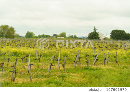 Vineyards in the province of Aquitaine in spring. Vineyards in the province of Aquitaine in spring. 107601979